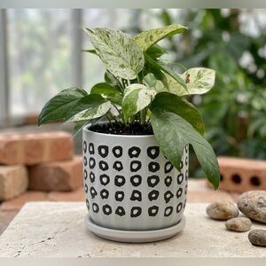 Modern Black and White Ceramic Planter with Saucer, 6 Inch Barrel Flower Pot